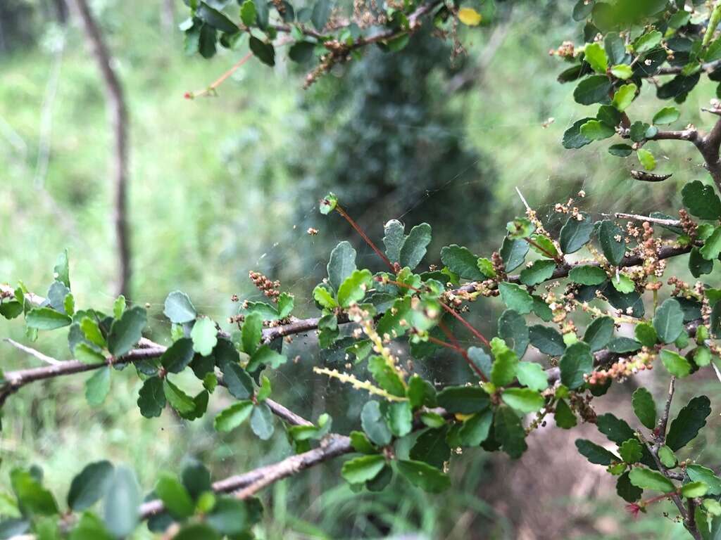 Imagem de Acalypha capillipes Müll. Arg.