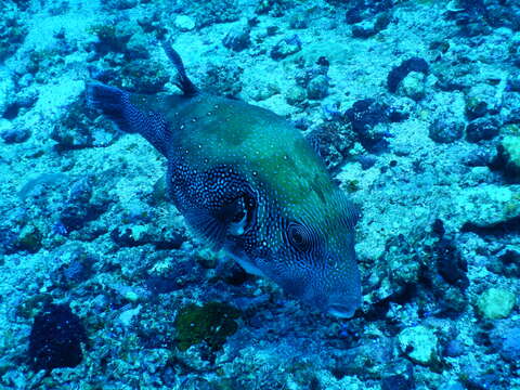 Image of Blue-spotted Puffer