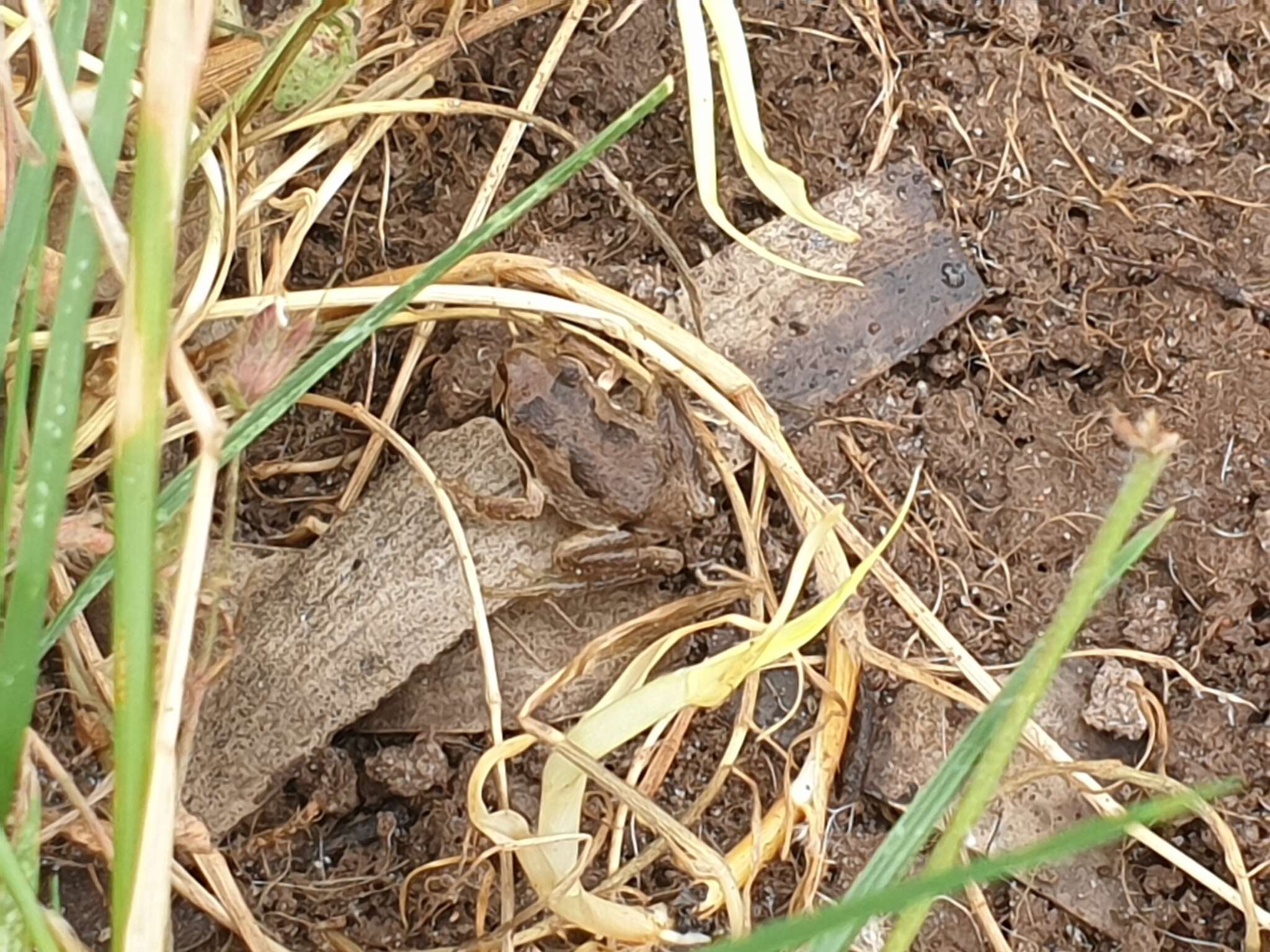 Image of Alpine Tree Frog