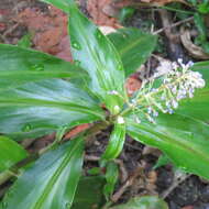 Слика од Pollia macrophylla (R. Br.) Benth.