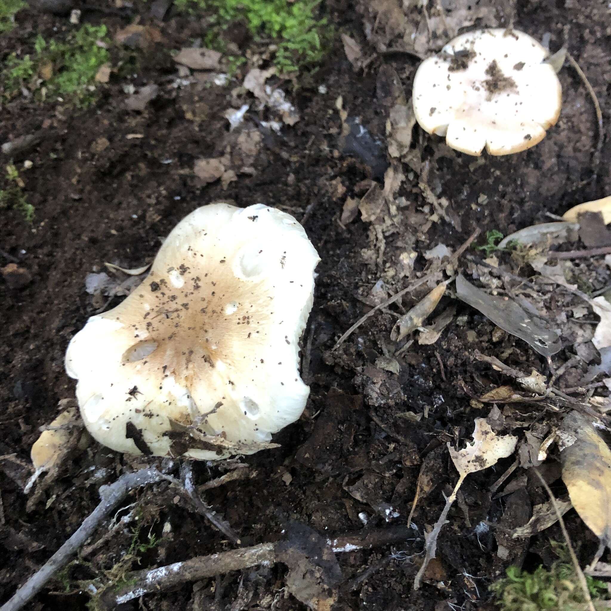 Image de Hygrophorus leucophaeo-ilicis Bon & Chevassut 1985