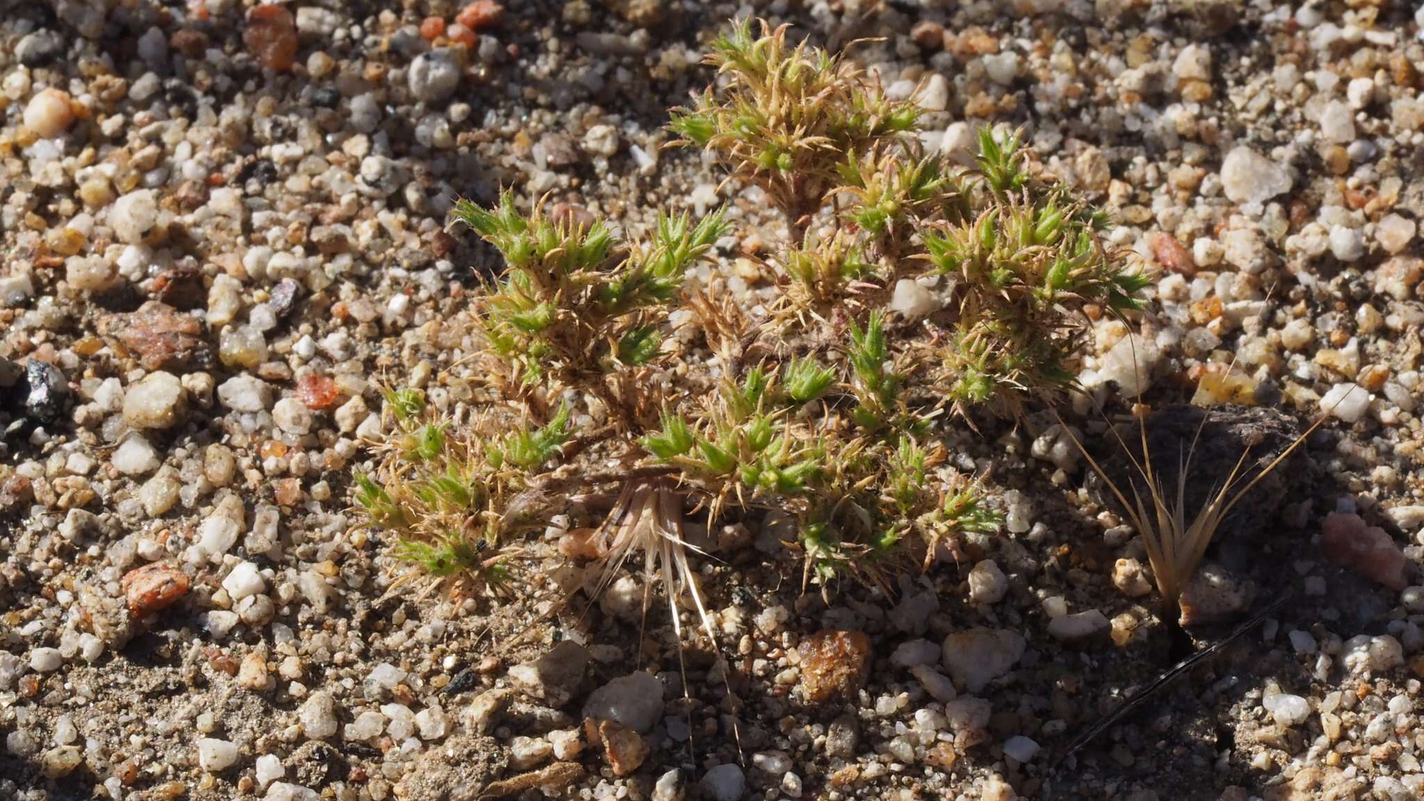 Image of spreading pygmyleaf