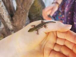 Image de Lygodactylus picturatus (Peters 1870)