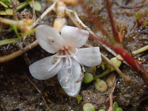 Image of Montia angustifolia Heenan