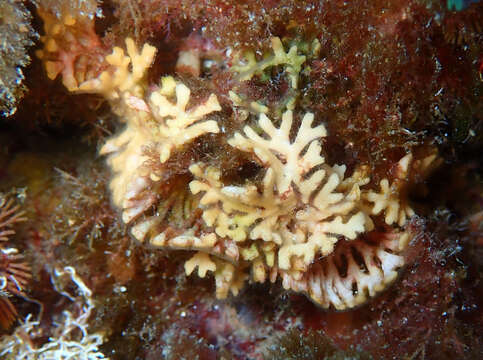 Image of warty leaf-bryozoan