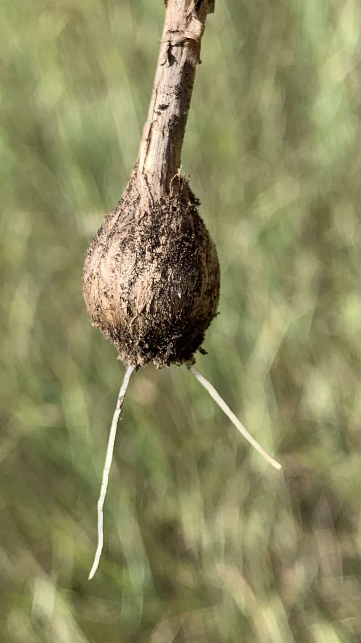 Image of Allium podolicum Blocki ex Racib. & Szafer