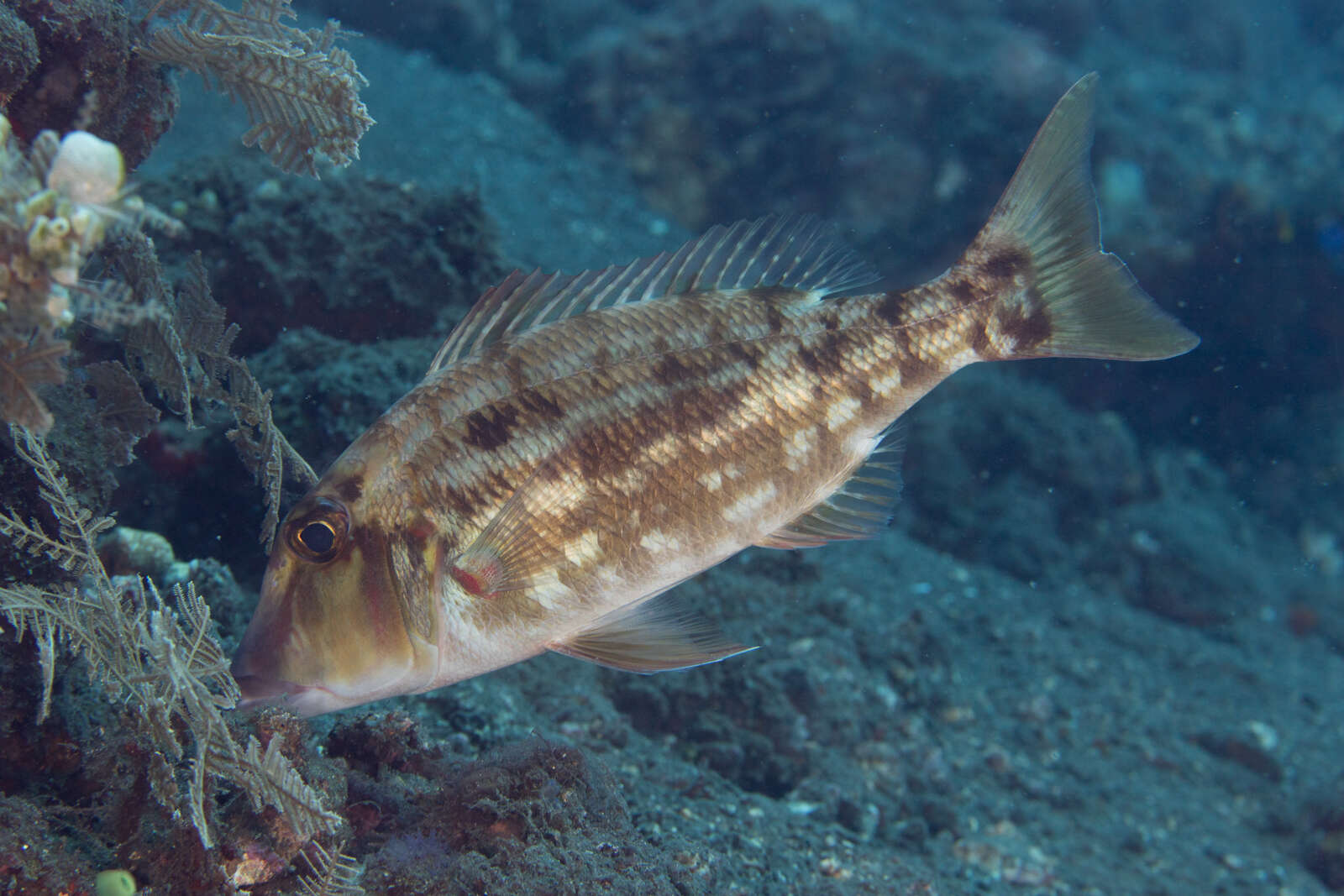 Imagem de Lethrinus genivittatus Valenciennes 1830