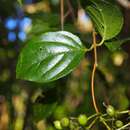 Image of Viburnum venustum Morton