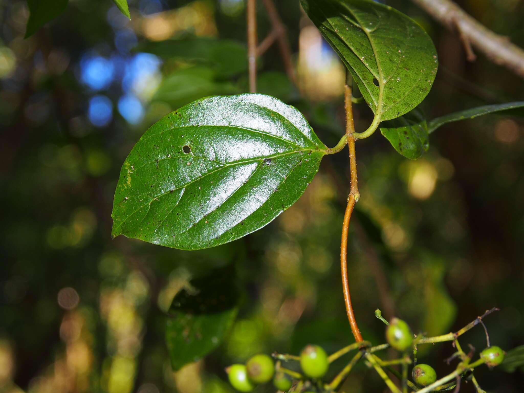 Image of Viburnum venustum Morton