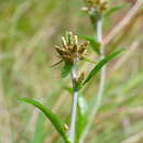 Euchiton japonicus (Thunb.) Holub的圖片