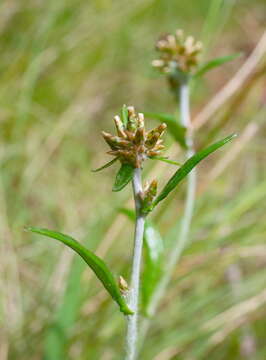 Imagem de Euchiton japonicus (Thunb.) Holub