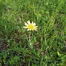 Sivun Tragopogon graminifolius DC. kuva