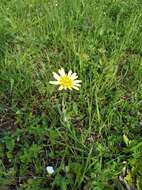 Image of Tragopogon graminifolius DC.