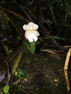 Image of Rossioglossum oerstedii (Rchb. fil.) M. W. Chase & N. H. Williams