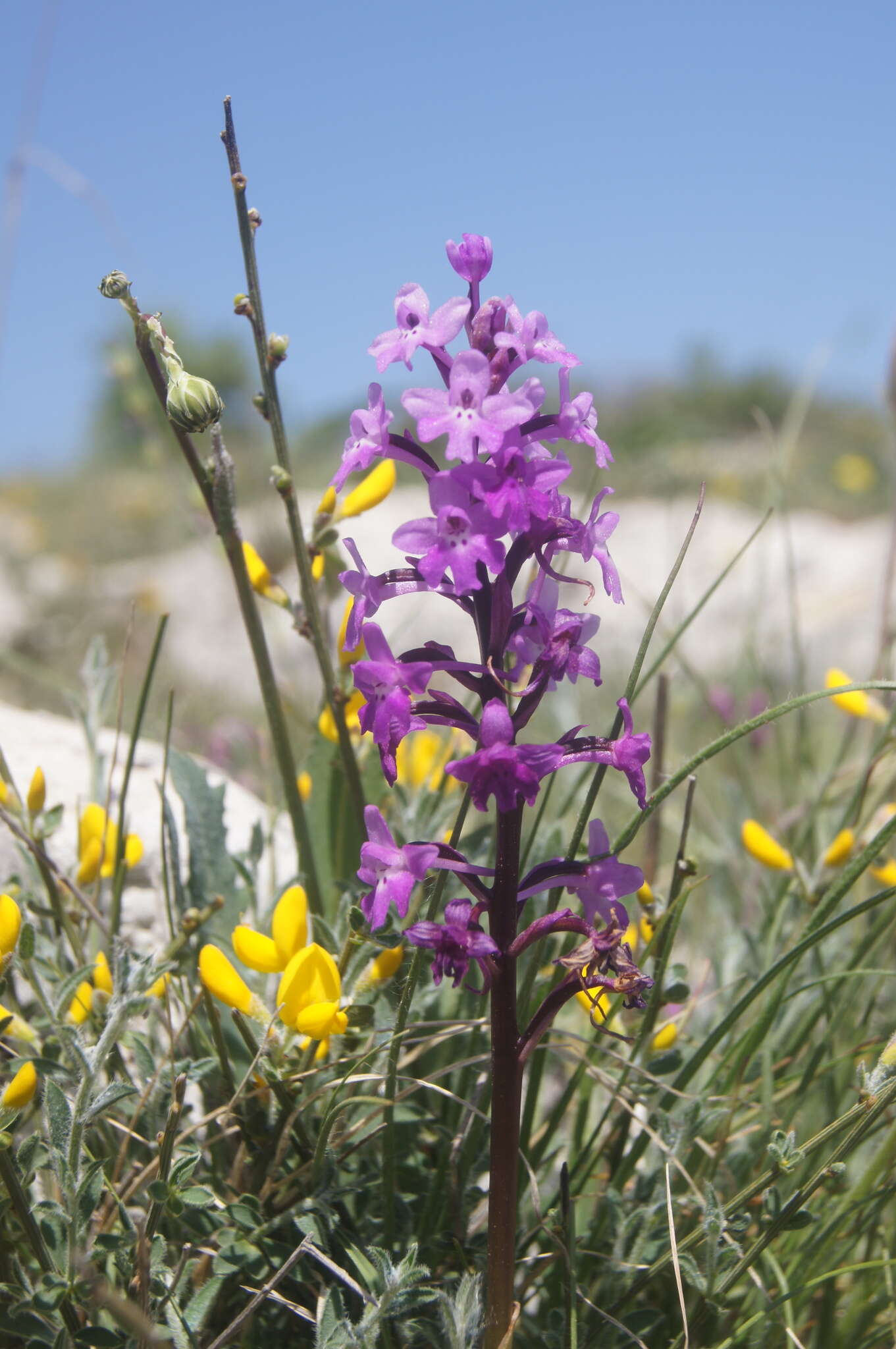 Image of Four-spotted Orchis