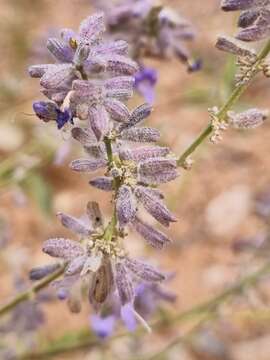 Image of <i>Salvia abrotanoides</i>