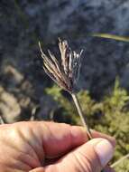 Image of Bobartia indica L.