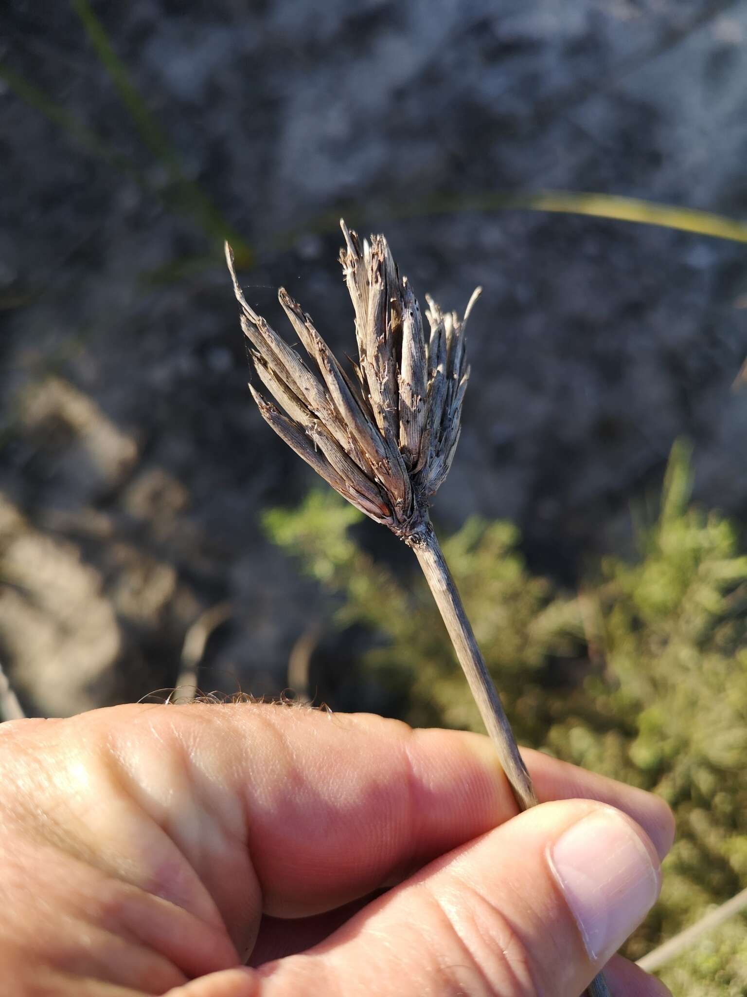 Image of Bobartia indica L.