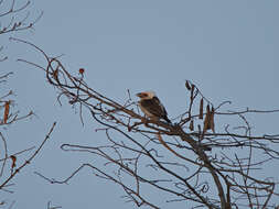 Image of Chaplin's Barbet