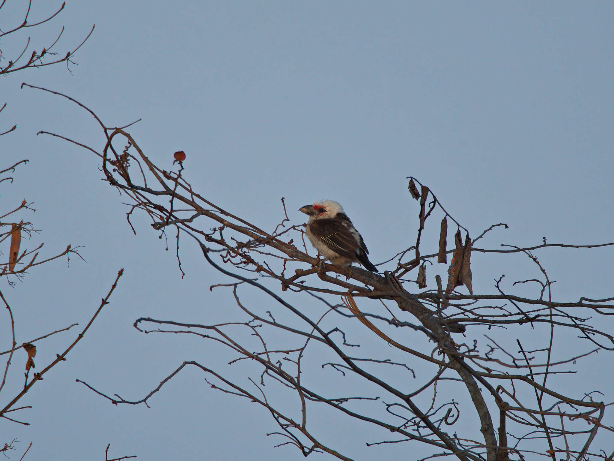 Image of Chaplin's Barbet