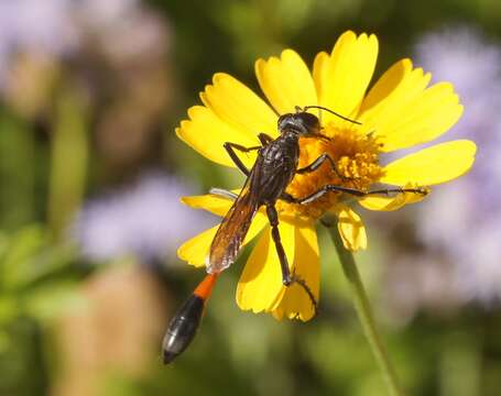 Image of Ammophila procera Dahlbom 1843