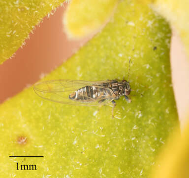 Image of Potato Psyllid