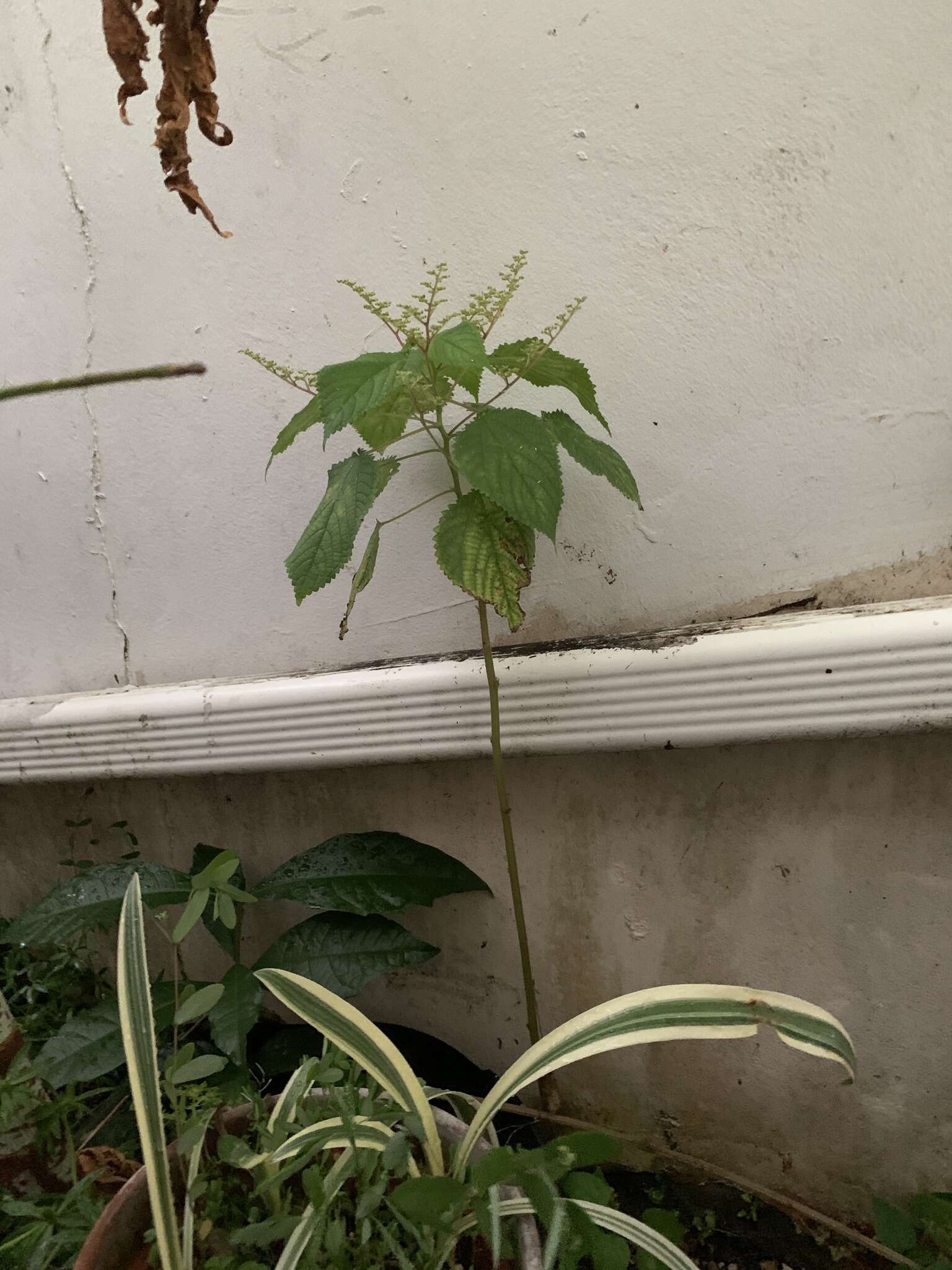 Image of West Indian woodnettle