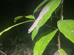 Imagem de Anolis gundlachi Peters 1877