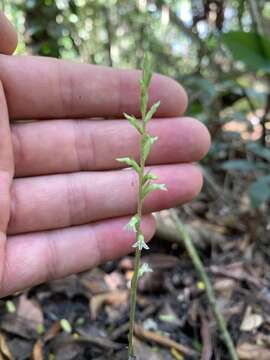 Image of Costa Rican lady's tresses