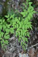 Image of Llavea cordifolia Lag.