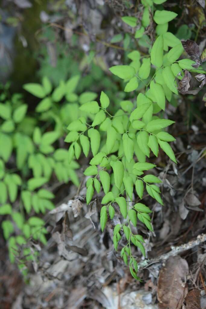 Image of Llavea cordifolia Lag.