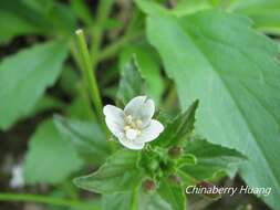 Image de Epilobium amurense Hausskn.