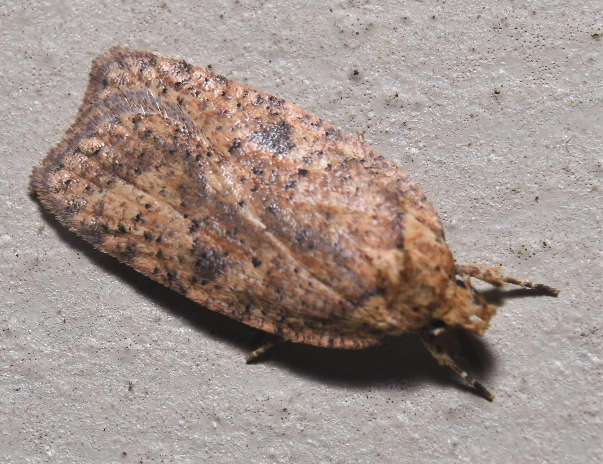 Image of Thelma's Agonopterix