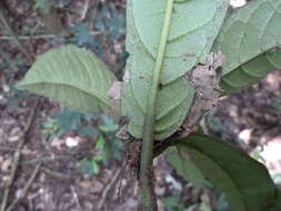 Image of Rinorea liberica Engl.
