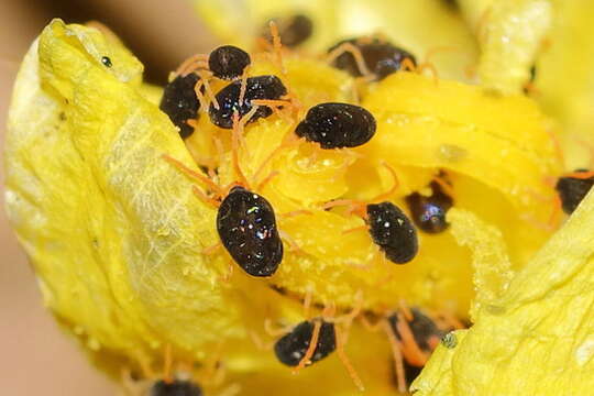 Image of Ixia macrocarpa Goldblatt & J. C. Manning