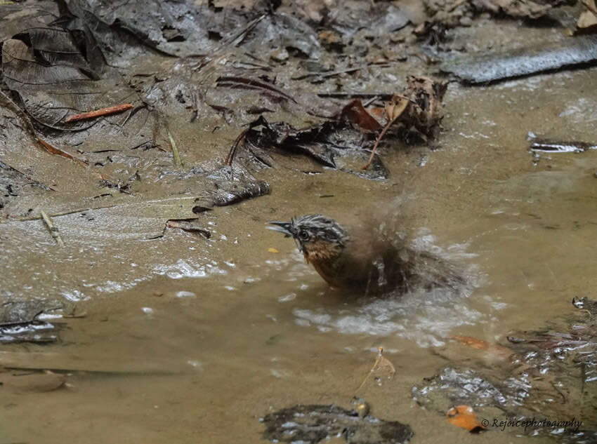 Image of Grey-throated Babbler