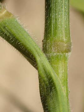 Image of coast range brome