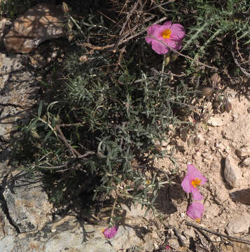 Image of Helianthemum vesicarium Boiss.