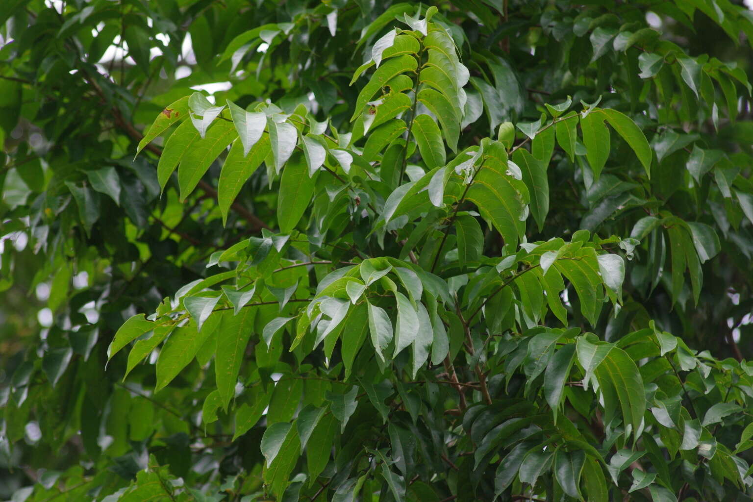 Image of Argus pheasant tree