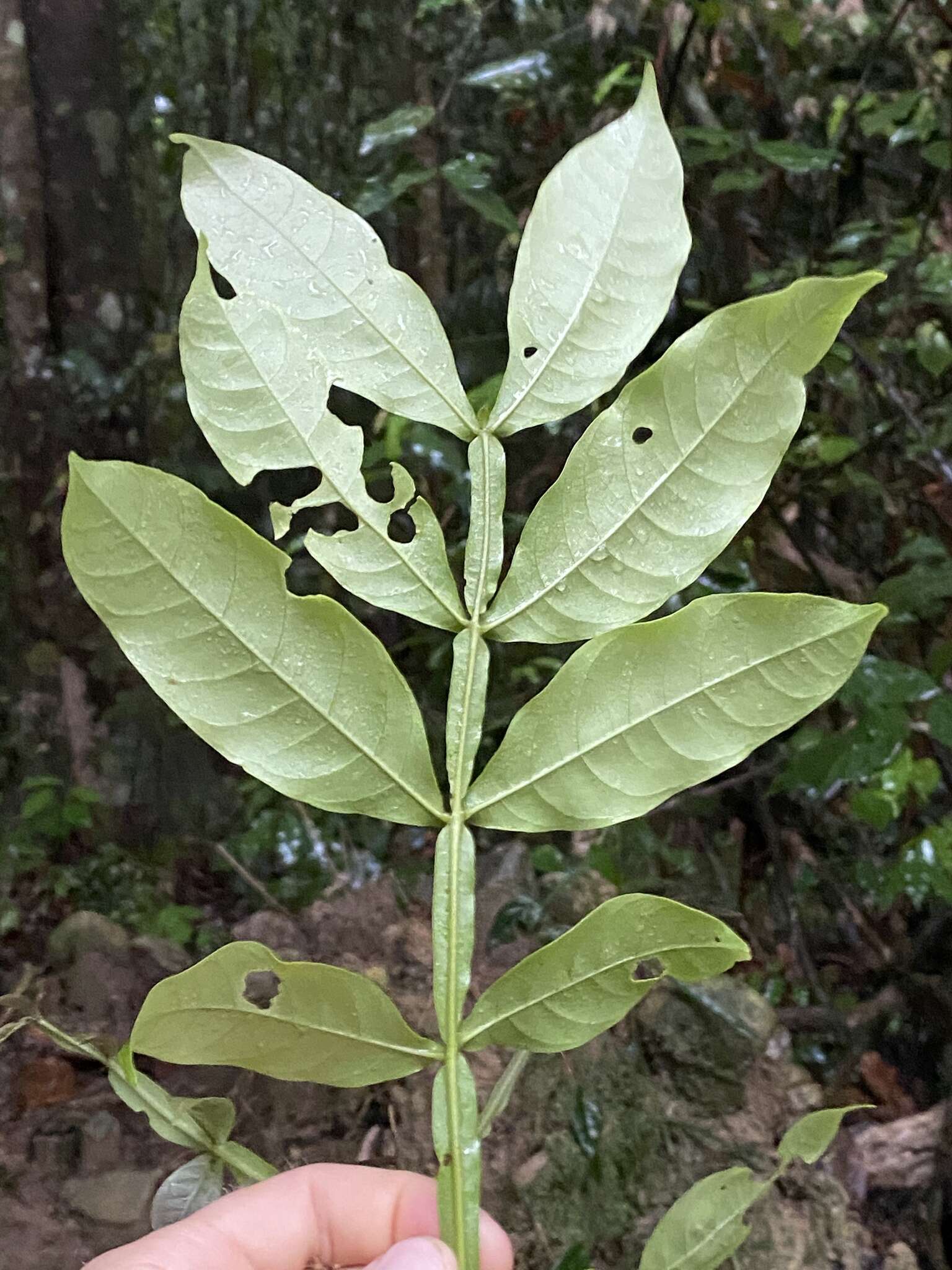 Image of Harpullia frutescens F. M. Bailey