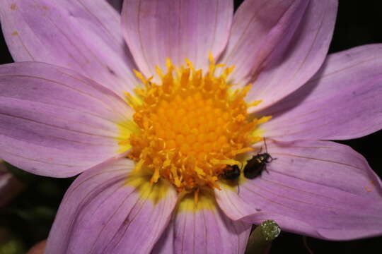 Image of Dahlia rupicola P. D. Sorensen