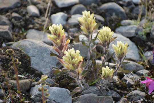 Image of northern Indian paintbrush