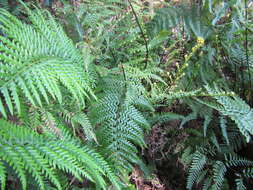 Image of leatherleaf goldback fern