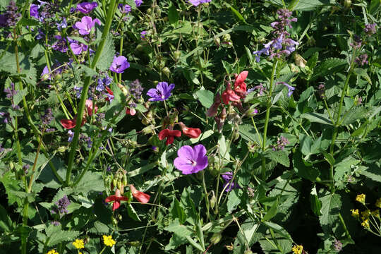 Lathyrus rotundifolius subsp. miniatus (Steven) P. H. Davis resmi