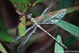 Imagem de Burmagomphus asahinai Kosterin, Makbun & Dawwrueng 2012