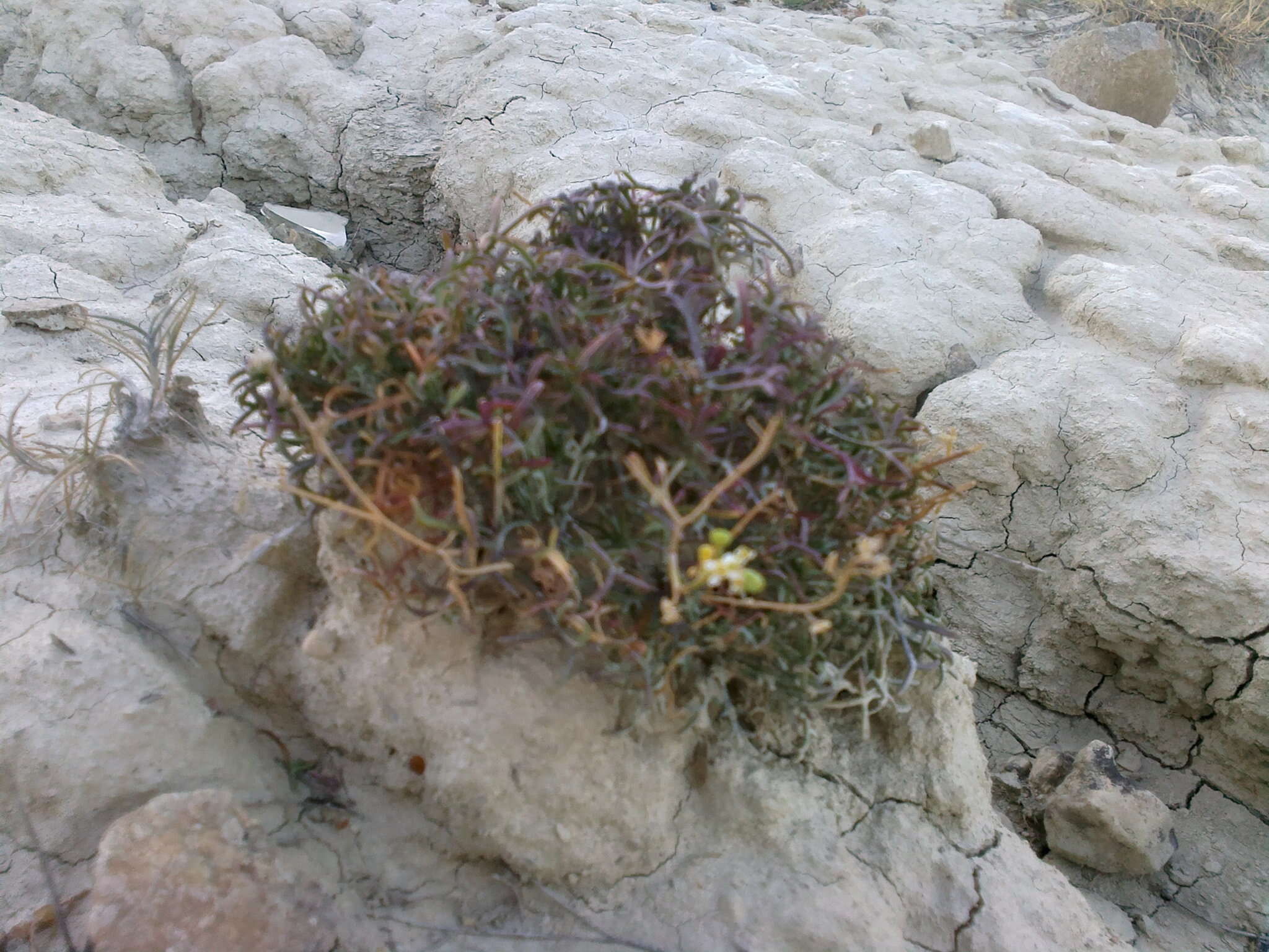 Image de Lepidium meyeri subsp. turczaninowii (Lipsky) Schmalh.