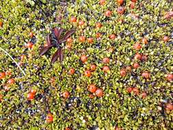 Image of Coprosma perpusilla subsp. perpusilla