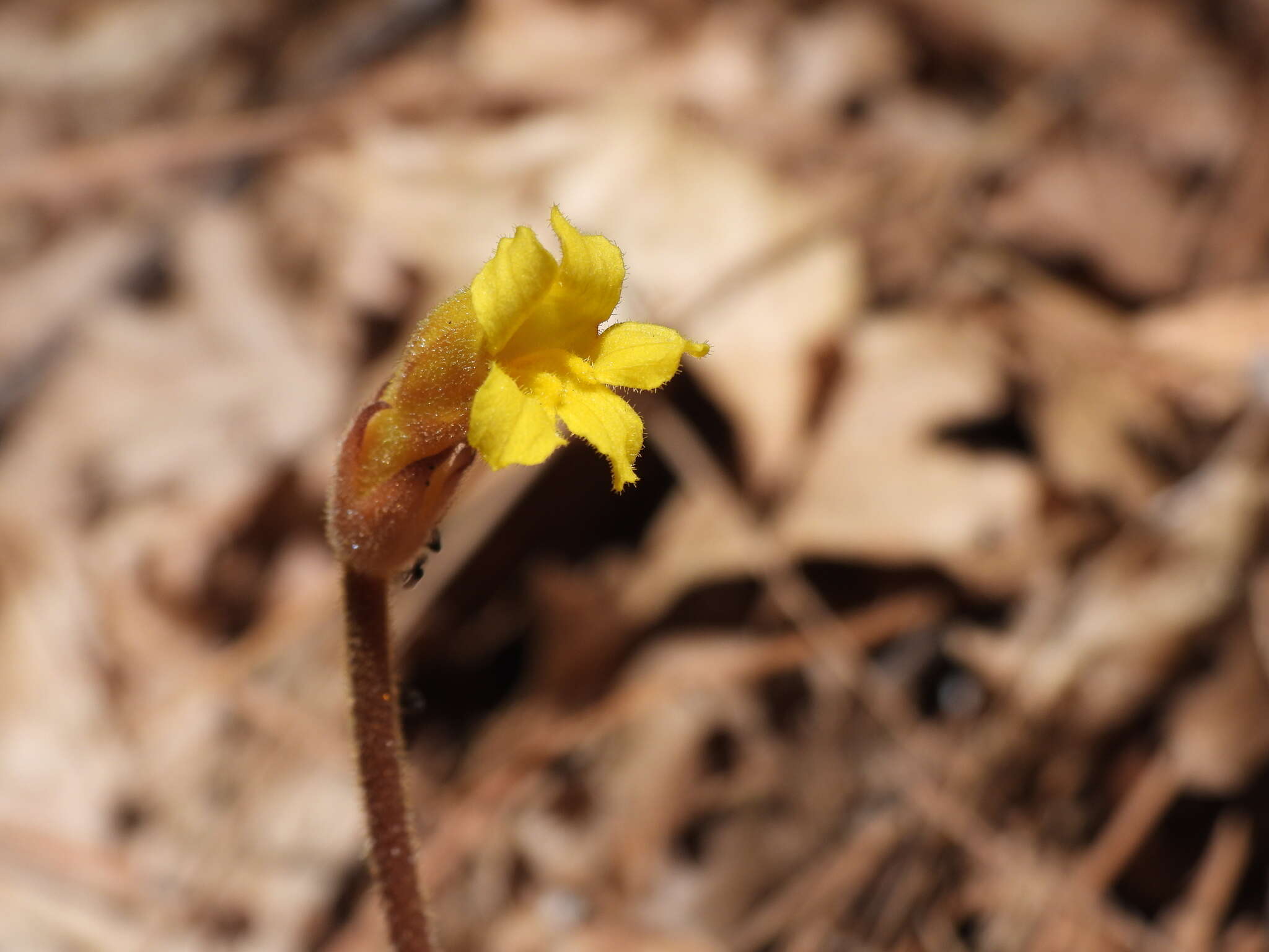 Imagem de Aphyllon epigalium subsp. epigalium