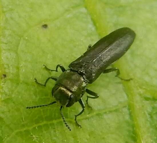 Image of Agrilus lacustris Le Conte 1860