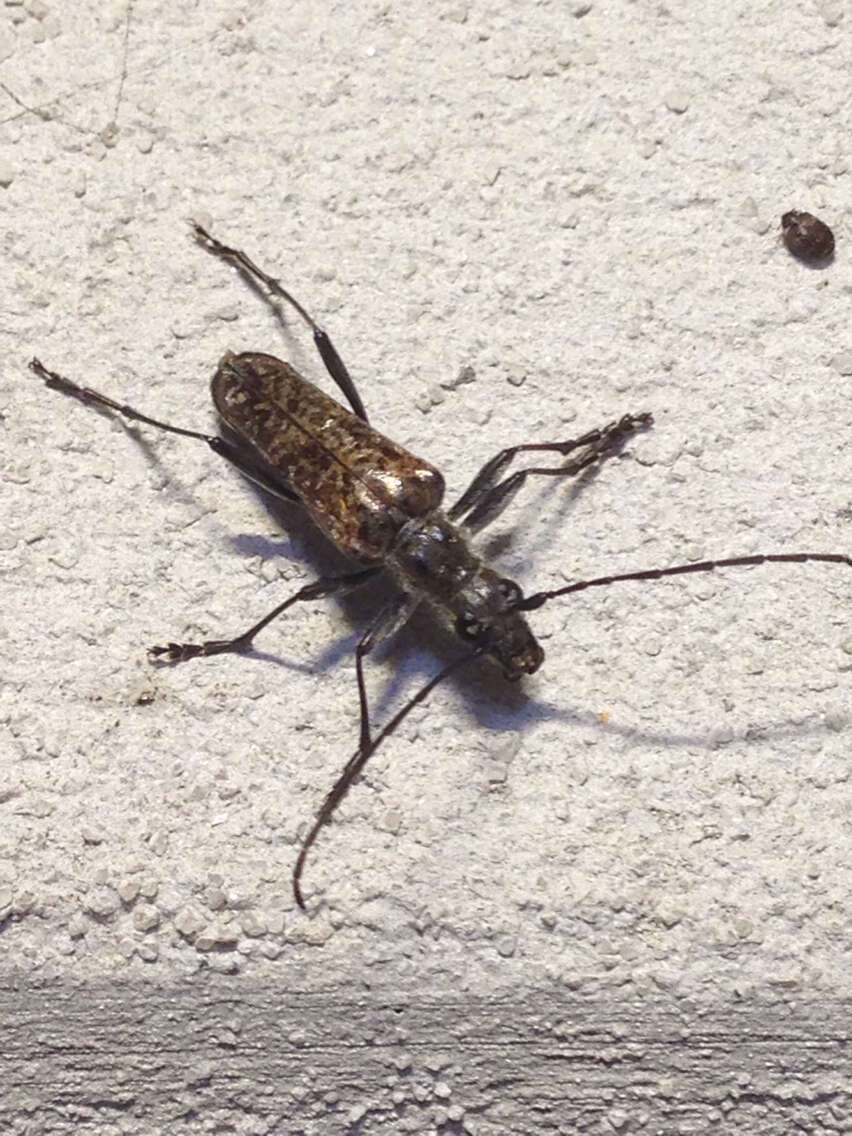 Image of Mottled Longhorned Beetle